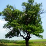 Віковічне дерево клену гостролистого